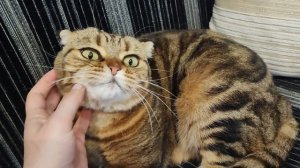 Барыни  полдничать желают