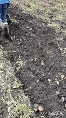 Копаем картошку