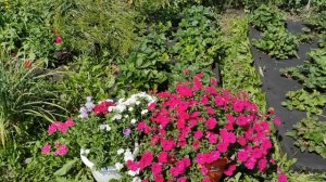 ЭТИ ПЕТУНИИ ДОЛЖНЫ БЫТЬ У ВСЕХ! САМЫЕ НЕПРИХОТЛИВЫЕ И КРАСИВЫЕ.