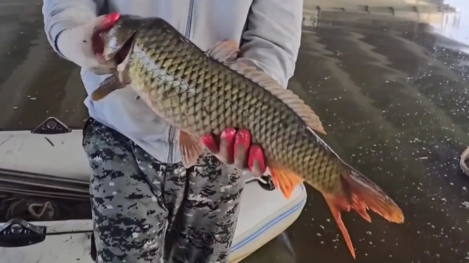 Огромные сазаны караси  🐠🐋🐟. Супер рыбалка на паук подъемник.