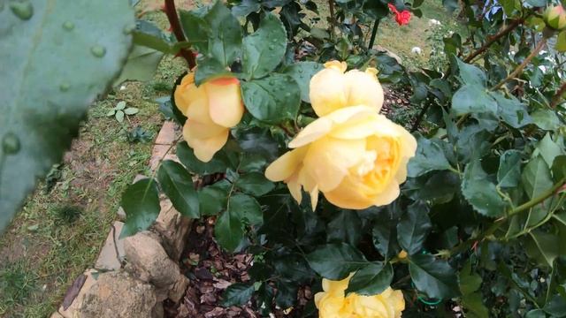 Роза Лампион Флорибунда смотреть онлайн