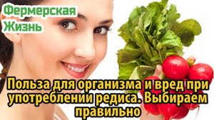 Польза для организма и вред при употреблении редиса  Выбираем правильно
