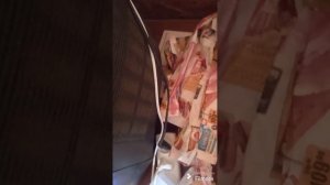 Инкубация цыплят несушка_