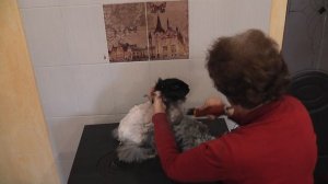 Стрижка кроликов породы "немецкая ангора"