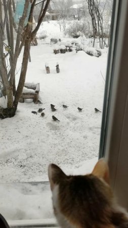 Зима все сделала сама