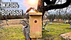Новая любовь на хуторе. Жизнь полевых воробьев. Наблюдение за птицами. #хутор
