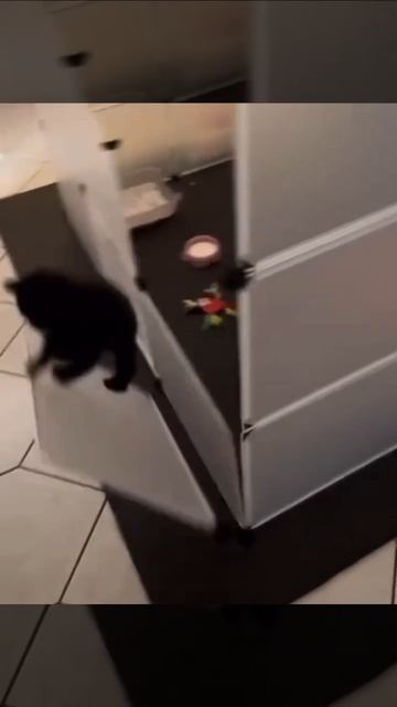 Приколы - Смешные животные видео 2024 #котами #смешныевидео #duet #котами #смешныевидео #funny смотреть онлайн