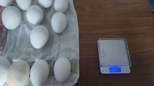 Инкубация гусиных яиц 🥚🥚🥚 2025г