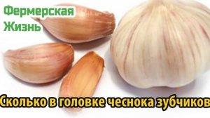 Сколько в головке чеснока зубчиков