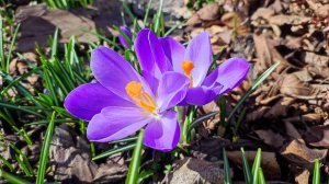 Наш сад 29.03.25. Открытие сезона.