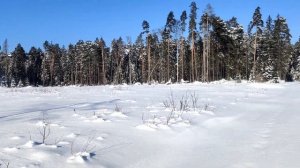 Лыжная прогулка солнечным зимним утром