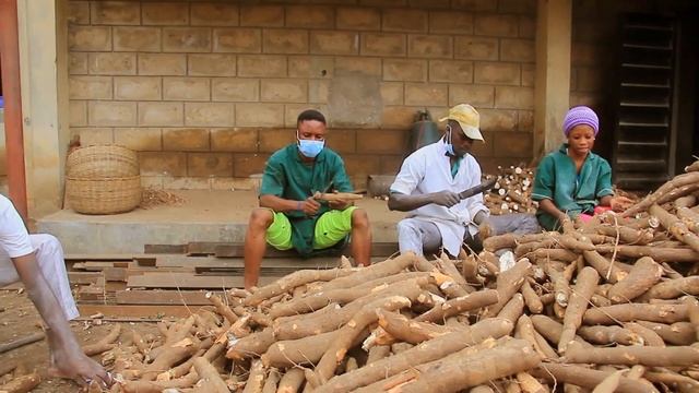 Largest Cassava Farming with Processing and Modern Agriculture in Africa, Niji Farms