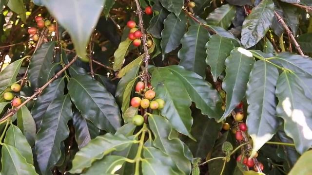 Coffee Testimonial: The Power of Key Plex and BASF's "Break Thru" смотреть онлайн