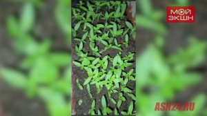 «И зачем покупать семена?»: амурчанин показал, как из одного тепличного помидора вырастить триста