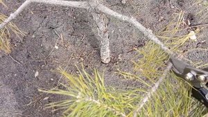 Прогулка по мартовскому саду