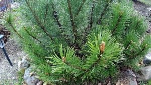 Обработка и подкормка хвойных, роз и ягодных кустарников в начале мая. Новый удобный опрыскиватель!