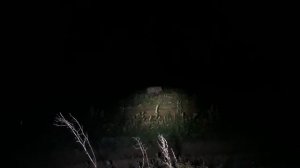 0100 23 06 2018 Кабан фонарь Наглый