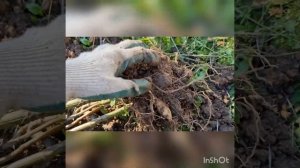 Осенние работы в саду. Октябрь.