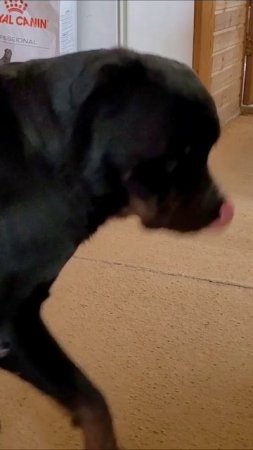 Помощники 😼🐶