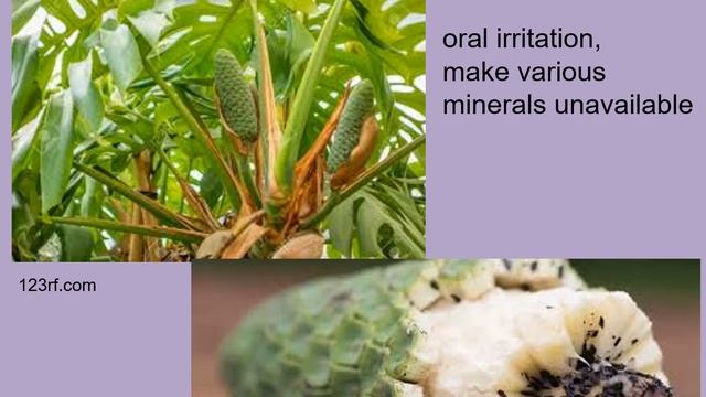 Allelochemicals -- Food as Medicine смотреть онлайн