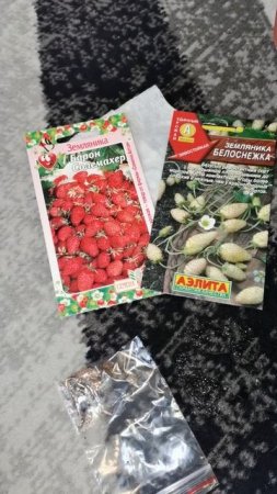 Сею на рассаду томаты перцы и землянику 1 февряля 2025