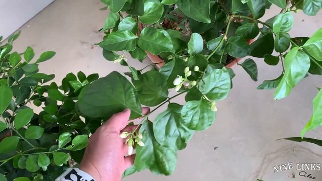 Jasmine Maid of New Orleans update 2022-6-19 смотреть онлайн