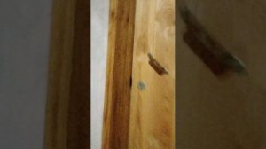 познакомлю вас со своей собачкой