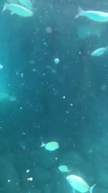 Подводная съемка в море на iPhone 7 plus смотреть онлайн