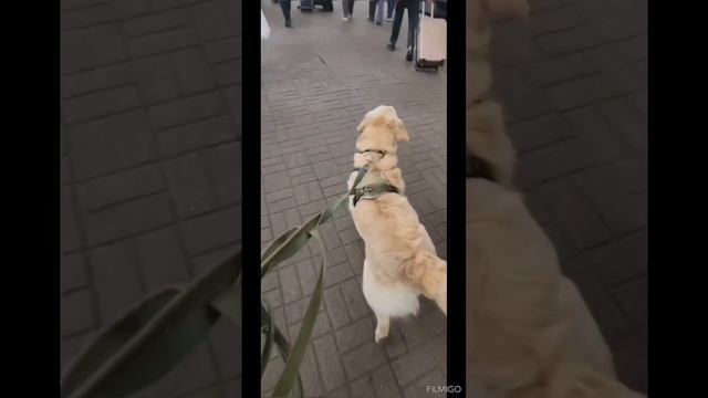 Филипп дома!