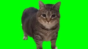 Spinning Cat - Веселая мелодия / реальных инструментах