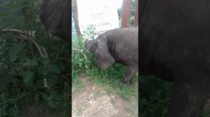 свинья породы мейшан на прогулке