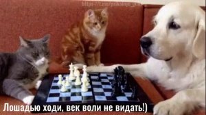 Лошадью ходи, век воли не видать!