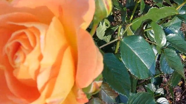 Роза Голделса в конце октября смотреть онлайн