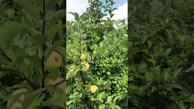 My family visits the virginia apple garden смотреть онлайн