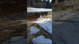 Гуляем. 28.03.25