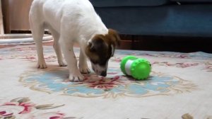 🐶Игрушка-кормушка для собак.