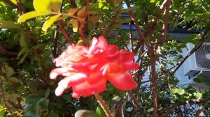 РОЗЫ В МОЁМ САДУ!ЭКЗОТИКА В ЮЖНОМ САДУ!АРАУКАРИЯ ЧИЛИЙСКАЯ,АУКУБА,БАНАН,БАМБУК!ЖИМОЛОСТЬ!6 МАЯ 2024