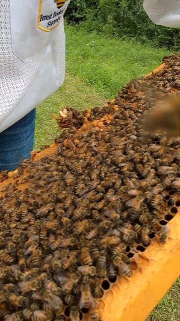 Honeybees Open Larvae and Drone Cells #shorts смотреть онлайн