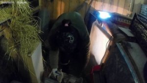 Пересадка бройлеров в новый брудер.