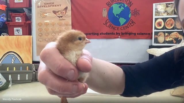 Baby Chickens & Alligator Contest Winner смотреть онлайн