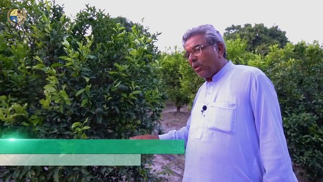 Citrus High Density Farming in Pakistan - Profit 6 lakh/Acre (Part 1) смотреть онлайн