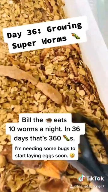 Day 36 Growing SuperWorms 🐛 смотреть онлайн