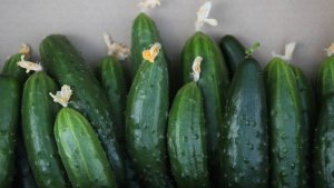 Экс-мэр Троицка в Челябинской области получал взятки спорттоварами и огурцами