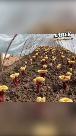 Սնկից պատրաստված սուրճ? 😮