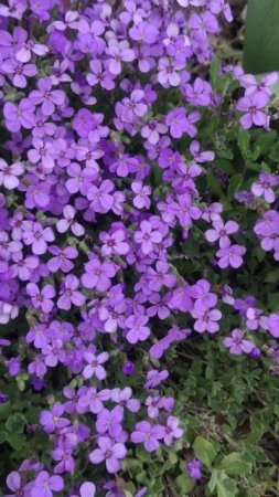 Аубреция цветёт #цветы #garden #flowers #сад