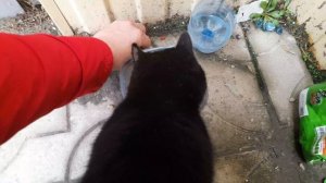😻Бездомный котик снова ждет свой завтрак😻