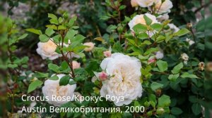 Лучшие новые английские розы (Дэвида Остина). Названия сортов!
