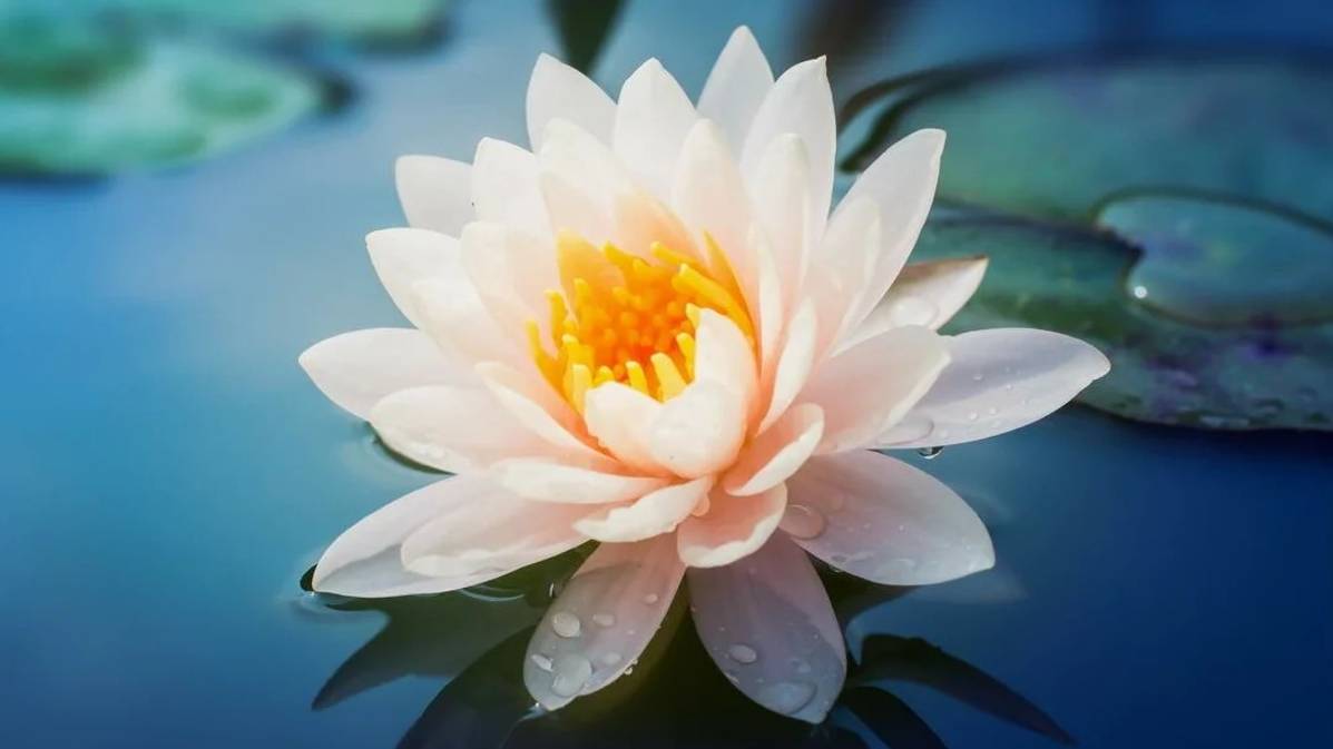 БОЖЕСТВЕННАЯ ИГРА