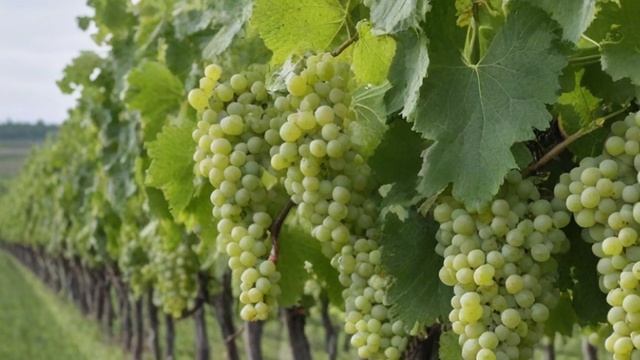 Виноград Амурский прорыв Один характеристика и описание сорта уход и посадка - Ягоды