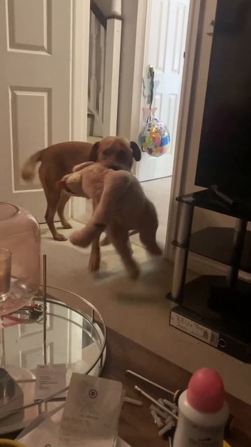 💙 #ikea #labrador #dogsofyoutube #youvegotafriendinme #labradogs #ytshorts #funnydogs #cutedogs #yt смотреть онлайн